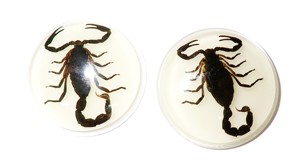 Cabujón de Plástico con Espécimen Real de Escorpión Negro, Redondo, 38.5x38.5 mm, Base Plana Brillante para Manualidades y Joyería - Product Image 1