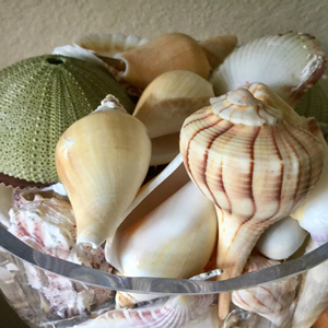 เปลือกหอยทะเลคุณภาพพรีเมียม เหมาะสำหรับงานศิลปะ งานฝีมือ ของที่ระลึก และของตกแต่งบ้าน - Product Image 5