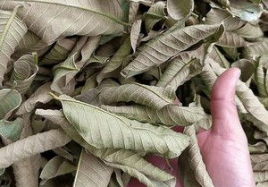 BEST-SELLER Feuilles de Goyave Séchées pour Tisane Minceur, Soutien Contre l'Acné et la Toux, Sac PP de 40 kg, Export Viet Delta Co. LTD, Durée de Conservation 24 Mois - Product Image 3