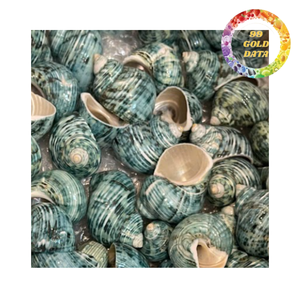 High Quality Polished <b>Abalone</b> <b>Shell</b> Decorative Sea <b>Shell</b> for Home Decor and Craft - Product Image 5