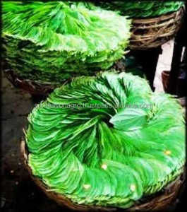 ใบสะเดาเขียว สำหรับใช้ในครัวเรือนแบบดั้งเดิม จำหน่ายส่งในราคาขายส่ง โดย ซิกซ์ ซีซั่น อะโกร เทรดเดอร์ส - Product Image 2