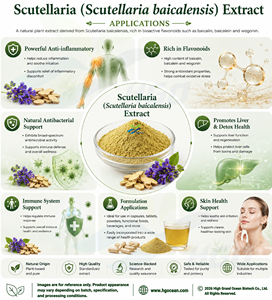HGO Suministro directo de fábrica de extracto de Scutellaria natural puro (Scutellaria baicalensis) (grado alimenticio) Especificación 10:1 - Product Image 4