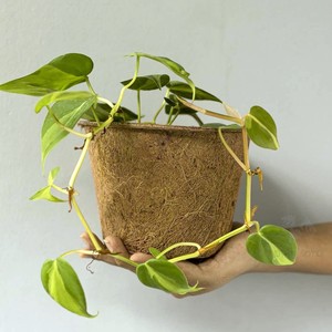 Kit de culture de plantes en pot de coco compostable à faible coût, pots à semis en fibre de coco - Product Image 3