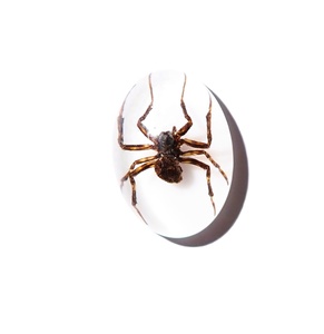 Araña Fantasma, Espécimen Real, Cabujón de Plástico Ovalado de 18x25 mm, Base Plana Blanca para Manualidades y Joyería - Product Image 5