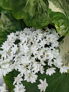 Handmade Blooming Clay Jasmine <b>Flower</b> | Thai Jasmine Blossom Clay <b>Flower</b> Realistic Floral Decoration <b>artificial</b> jasmine garland - Product Image 2