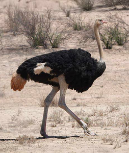 Suministro al por Mayor de Aves de Corral de Avestruz para Comerciantes de Ganado y Propietarios de Granjas - Product Image 1