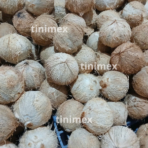 มะพร้าวปอกเปลือกเกรดส่งออก (Coco seco descascado, Cocco secco) สำหรับผู้ซื้อนำเข้า (WA +84914319488) - Product Image 4