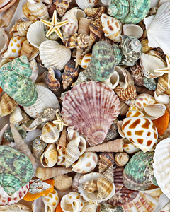 เปลือกหอยธรรมชาติจากเวียดนามสำหรับตกแต่งบ้านระดับพรีเมียมและการออกแบบตู้ปลา - Product Image 5