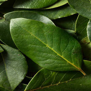 Feuilles de Laurier Indien Séchées en Gros, Récolte du Gujarat Nouvelle Saison, Durée de Conservation de 24 Mois pour Importateurs, Commerçants et Professionnels de la Cuisine - Product Image 6