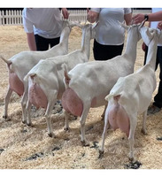 Venta de Granja: Cabras Lecheras Vivas de Alta Calidad al por Mayor, NMF (PTY) LTD, Larga Vida Útil, Sudáfrica, Inicio de Expansión Agrícola