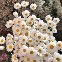 Fleurs séchées en vrac de marguerites éternelles naturelles (Hélichrème) faites à la main pour la Fête des Mères, les mariages, la décoration intérieure et les arrangements floraux
