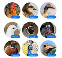 Incubateur d'œufs automatique grande capacité à contrôle numérique pour l'éclosion de poulets, canards, oies et volailles en ferme