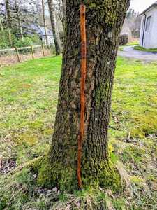 Hermosos Bastones de Madera Tallados a Mano con Soporte Resistente, con un Aspecto Elegante y Moderno, Ecológicos - Product Image 6