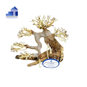 2025 producto superior ecológico manglar madera bonsái Driftwood bonsái árbol para decoraciones de acuario de Vietnam para mayoristas - Product Image 3