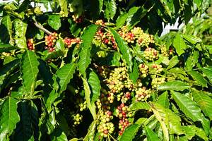 Café moulu vietnamien premium DALAKON torréfaction française, café arabica et robusta, café amer caféiné, 250g/sac, en vrac, OEM ODM, humidité 5% - Product Image 2