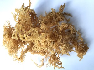 มอสทะเลตากแห้ง100% ธรรมชาติที่ชายหาดของแมรี่เวียดนาม - Product Image 6