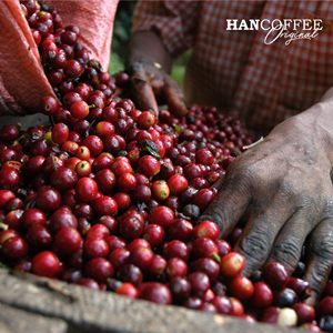 Vietnam Green <b>Coffee</b> Beans Robusta Cheapest Unroasted <b>Coffee</b> Beans Packaged in Bulk 60kg - Free Sample - Product Image 5