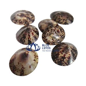 Conchas de limpias azules trituradas de alta calidad, material a granel para la creación de arte en resina. - Product Image 1