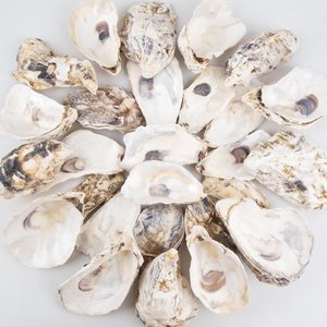 Conchas de ostra de bajo costo, conchas naturales de playa para manualidades y decoración, suministro directo del fabricante - Product Image 2
