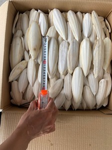 HUESO DE SEPIA (100% CALCIO PURO) MEJOR CALIDAD para REPTILES AVES CARACOLES // Sra. Lima - Product Image 2