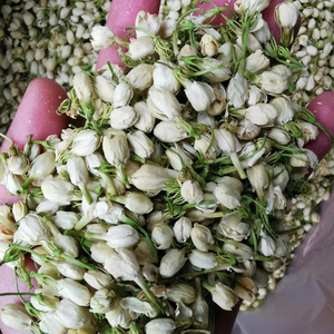 Capullos de Jazmín Secos Naturales Orgánicos de Vietnam, Proveedor de Té Saludable para la Belleza de la Piel - Product Image 1