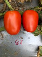 Graines hybrides de tomates Moon Star REVO F1, pureté 99,9 %, origine Pakistan, germination 90 %, durée de conservation 2 ans, fruit ovale