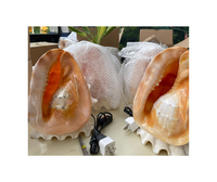 Coquilles de conque polies coquille d'escargot Turbo coquillages décor tropical poisson écologique pour les améliorations de réservoir coquillage Turbo poli