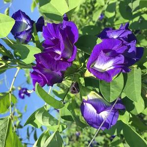 EXPAD Butterfly Pea Flower Powder Mixed Dried Southeast Asia Herbal Organic <b>Slimming</b> <b>Tea</b> Beverage Ingredient Bulk Supply Vietnam - Product Image 6