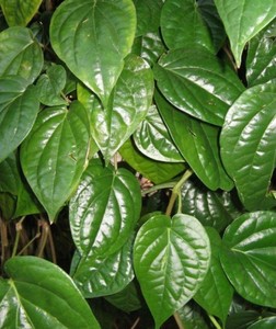 Vente chaude Bonne Qualité Naturel Séché Pur Séché Piper Betel feuilles/Feuilles De Bétel Déshydratées Pour Les Soins De Santé - Product Image 2