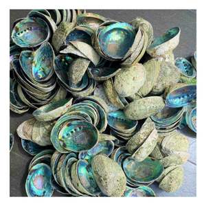 เปลือกหอยเป๋าฮื้อธรรมชาติพรีเมียม วัสดุตกแต่งออร์แกนิกที่เป็นมิตรกับสิ่งแวดล้อม พร้อมลักษณะสีรุ้งธรรมชาติที่เป็นเอกลักษณ์ - Product Image 4
