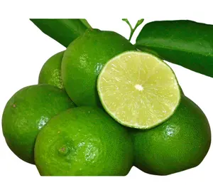 High Quality 100% Natural Green Color Fresh Seedless Green Lime Fresh Citrus Fruit Wholesales From Vietnam