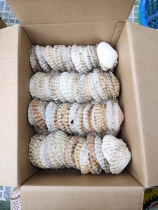 FRAGUENTOS DE CONCHAS MARINAS MÁS VENDIDOS para decoración e incrustaciones, uso en arte de resina, diseño artesanal y fabricación de joyería, Vietnam - Product Image 5