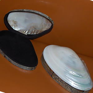 กล่องเปลือกหอยสีขาวสำหรับงานศิลปะ งานฝีมือ รูปทรงธรรมชาติมาตรฐาน กล่องใส่เครื่องประดับเปลือกหอยลายธรรมชาติสำหรับงานฝีมือและงานศิลปะ - Product Image 3