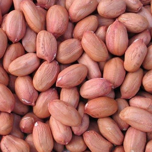 Acheter des noyaux d'arachides de variétés Bold et Java, qualité export naturelle, en vrac pour la transformation alimentaire et l'exportation - Product Image 2