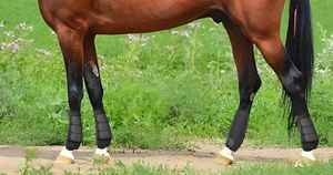 Juego de 4 botas protectoras para caballos, botas de protección para las extremidades inferiores, reutilizables, para las patas delanteras y traseras, cómodas. - Product Image 4