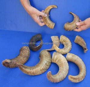 Venta al por mayor de cuerno Shofar tradicional hecho a mano Rosh Hashanah Yom Kippur Bar Mitzvahs y uso de SINAGOGA - Product Image 5
