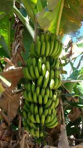 Alta calidad Vietnam Cavendish Banana Fresh Farm Export Suministro estable Embalaje profesional Estándar internacional - Product Image 3