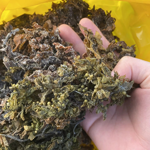 ผงสาหร่าย Sargassum จากเวียดนาม - Product Image 1