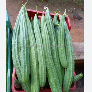 Courge de montagne fraîche de qualité supérieure, légume biologique, approvisionnement direct de la ferme, qualité export, courge de montagne verte du Bangladesh, Agro - Product Image 1