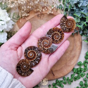 Amonita, Piedra Preciosa Suelta, Forma Espiral Marrón, Piedra Orgánica Pulida, para Joyería, Sanación, Reiki, Meditación, Manifestación - Product Image 3