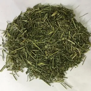 Feuilles séchées d'Andrographis Paniculata (Chiretta) de qualité supérieure, matière première végétale naturelle pour applications ayurvédiques et bien-être - Product Image 1
