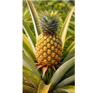 Ananas frais de qualité supérieure, saveur riche, fruits tropicaux récoltés sur les fermes pour la vente au détail, la vente en gros, les marchés internationaux, Ocean Link Exim - Product Image 3