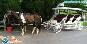 รถม้าแต่งงานสุดหรูสำหรับเจ้าสาว รุ่นแกรนด์แฟรี่เทล สีขาวทอง ดีไซน์แบบซินเดอเรลล่า พร้อมตกแต่งอย่างประณีต นำเข้าจากสหราชอาณาจักร - Product Image 4