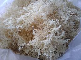 Eucheuma cottonii มอสทะเลไอริชจากเวียดนามพร้อมบรรจุภัณฑ์ OEM - Product Image 3