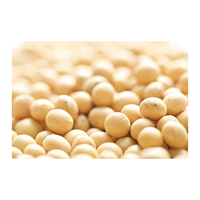 Haricots de soja, culture de soja, soja jaune chinois riche en protéines, soja OGM/non OGM