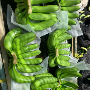 LAS PLÁTANAS CAVENDISH FRESCAS DE VIETNAM, LAS MÁS BARATAS Y DE LA MEJOR CALIDAD - Product Image 1