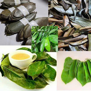 Dried Soursop Leaves Fermented Broken <b>Tea</b> Brew Hot Water Organic Health <b>Tea</b> Non Sugar 50gr <b>Box</b> Packaging EXPAD CO Grade a - Product Image 2
