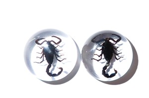 Cabujón de Plástico con Espécimen Real de Escorpión Negro, Redondo, 25x25 mm, Base Plana Transparente, para Manualidades y Joyería - Product Image 6