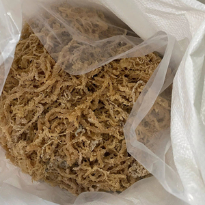 HIGH QUALITY <b>RAW</b> DRIED <b>SEA</b> <b>MOSS</b>/ IRISH SEAMOSS in BULK for SALES/ Ms. Lily - Product Image 1