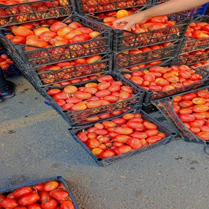 Premium Fresh <b>Red</b> Tomato Farm <b>Harvested</b> Natural 100% Mature Ocean Link Exim Export Quality Vegetable for Cooking Kitchen Salad - Product Image 4